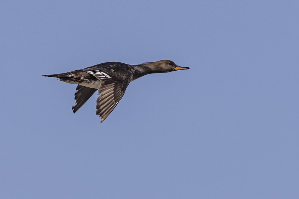 Hooded Merganser - ML642649153