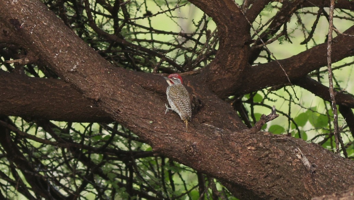 Nubian Woodpecker - ML642649154