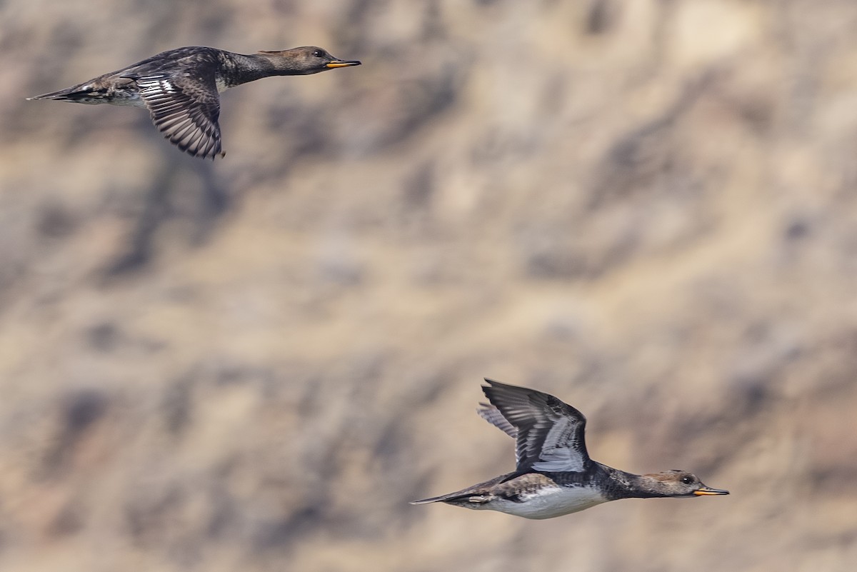 Hooded Merganser - ML642649155