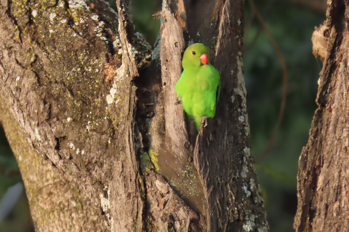 Black-winged Lovebird - ML642649174