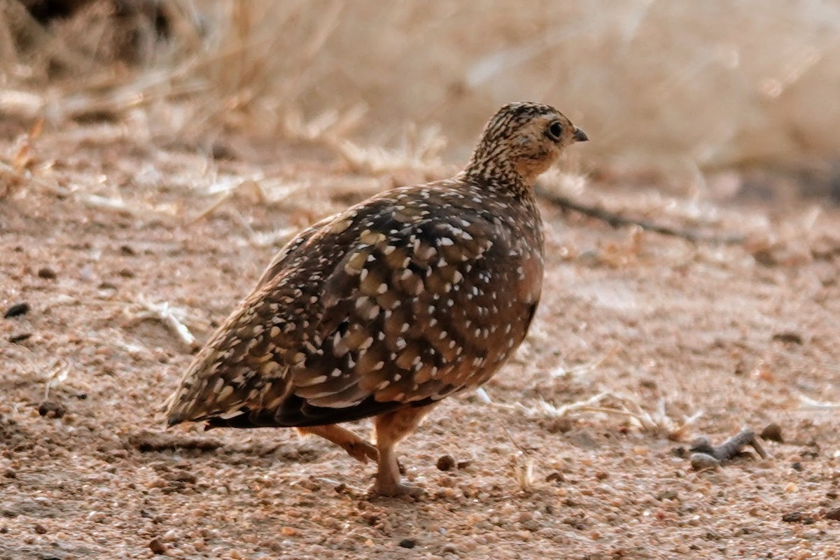Burchell's Sandgrouse - ML642649183