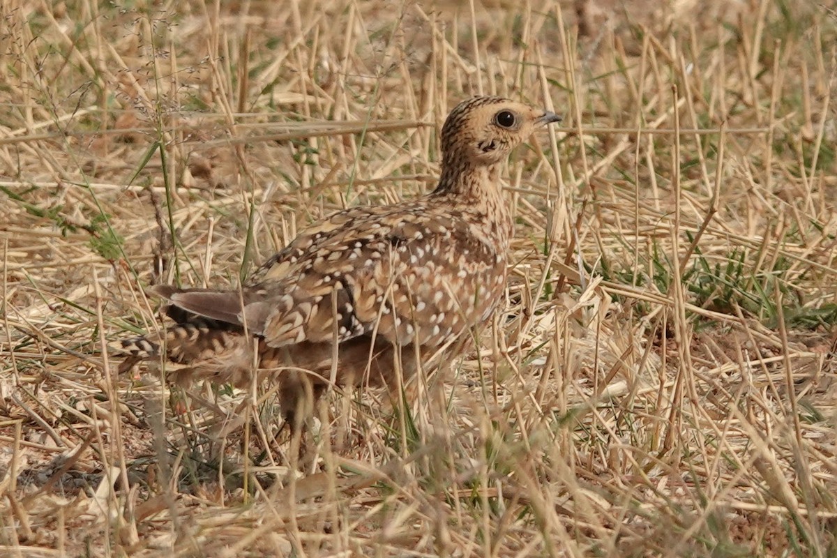 Burchell's Sandgrouse - ML642649184