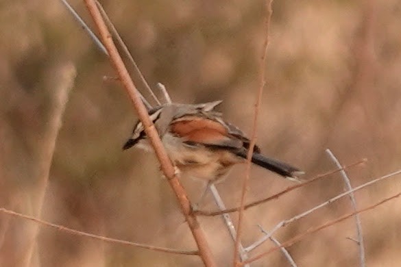 Brown-crowned Tchagra - ML642649190