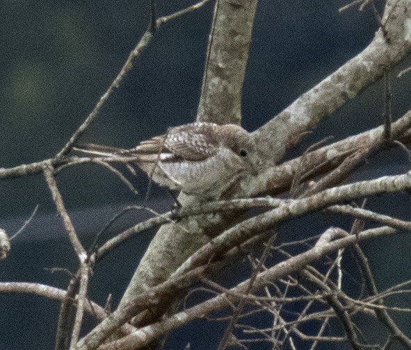 Woodchat Shrike - ML642649191