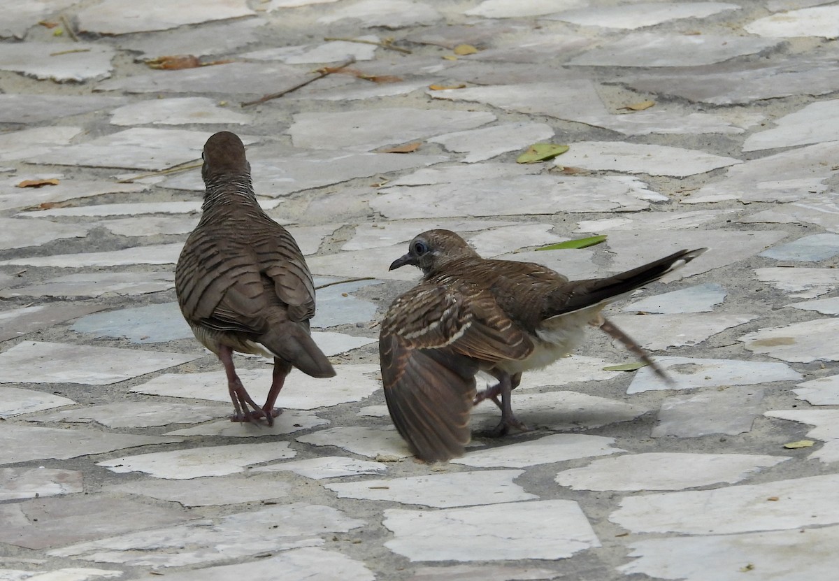 Zebra Dove - ML642649206
