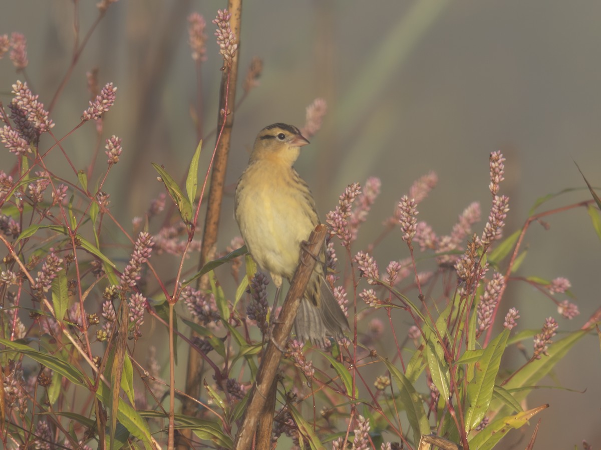 Bobolink - ML642649225