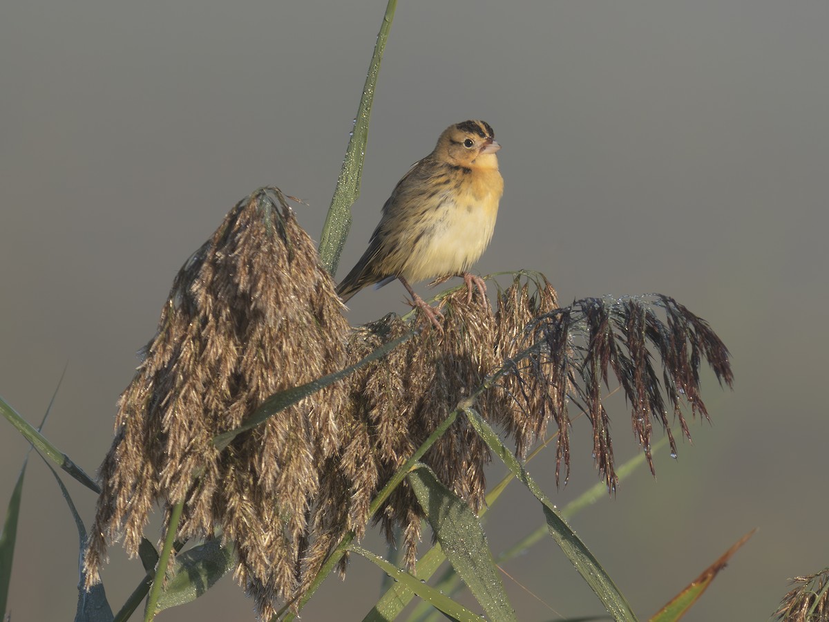 Bobolink - ML642649227