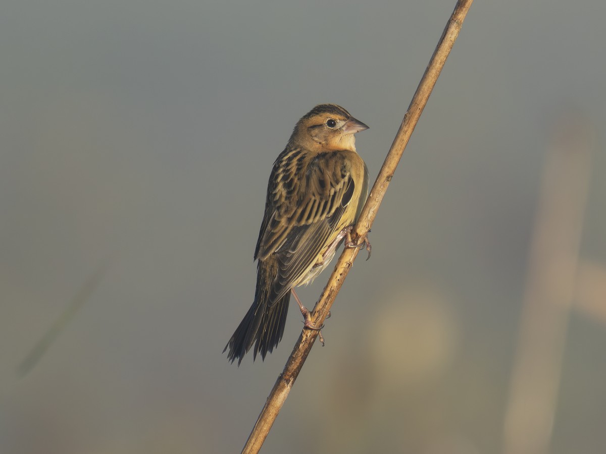 Bobolink - ML642649228
