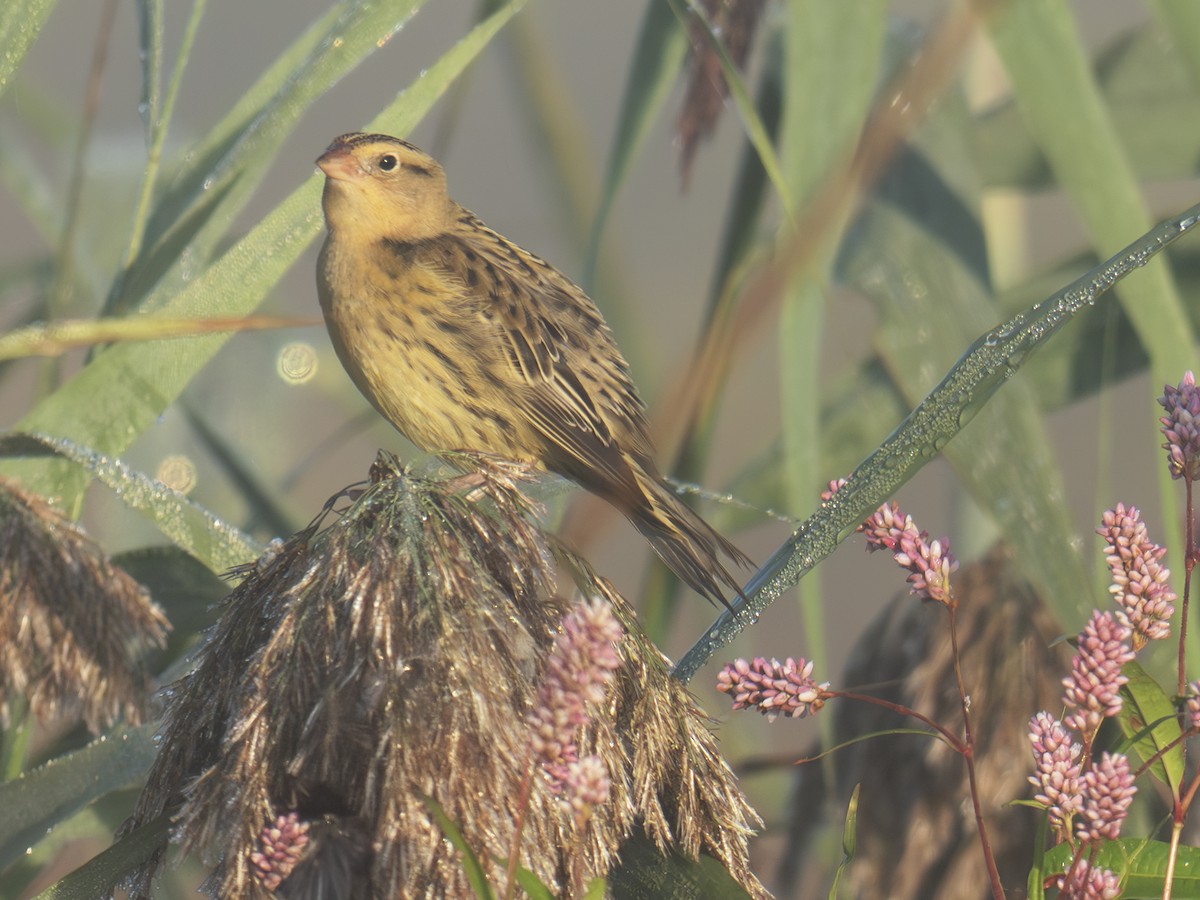 Bobolink - ML642649229
