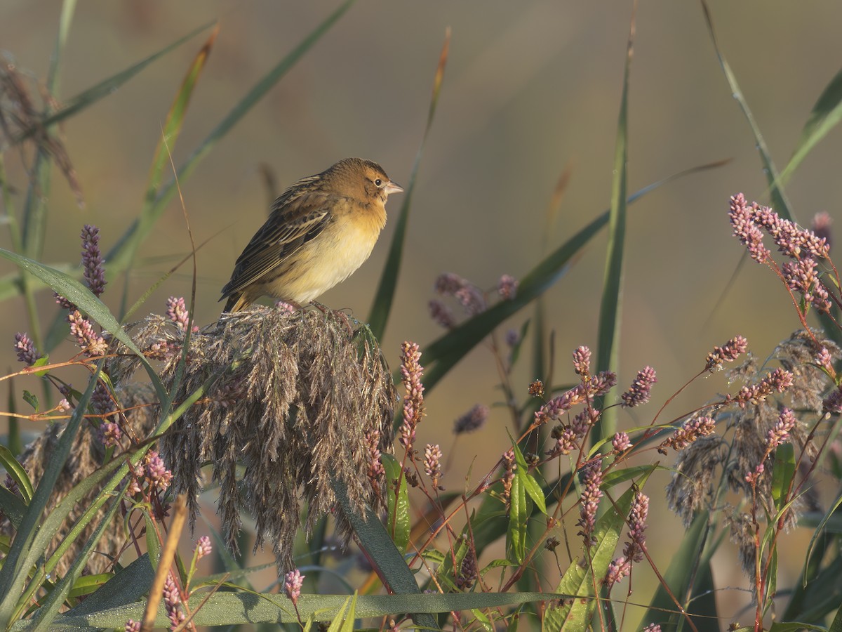 Bobolink - ML642649230