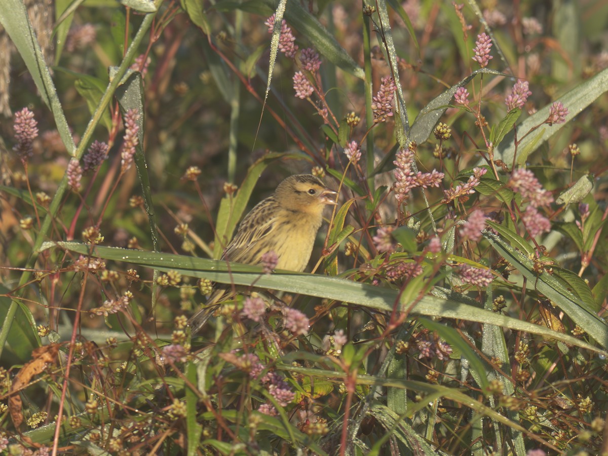 Bobolink - ML642649231