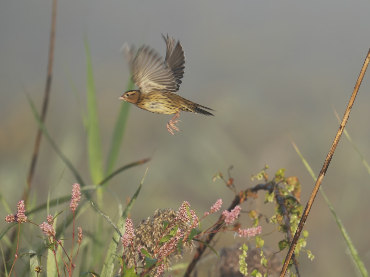 Bobolink - ML642649233
