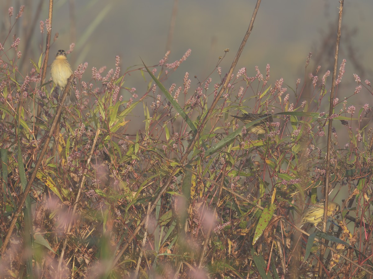 Bobolink - ML642649234