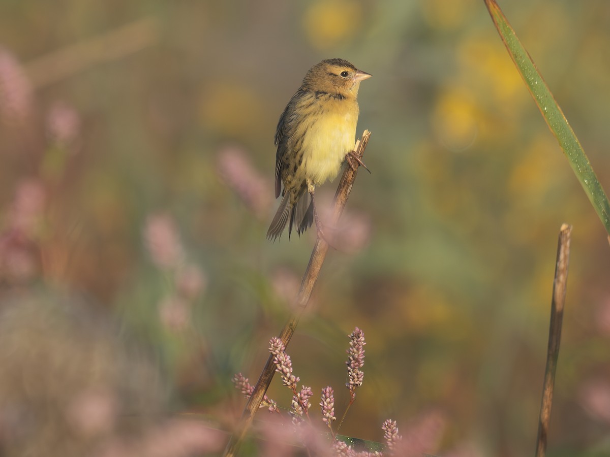 Bobolink - ML642649235