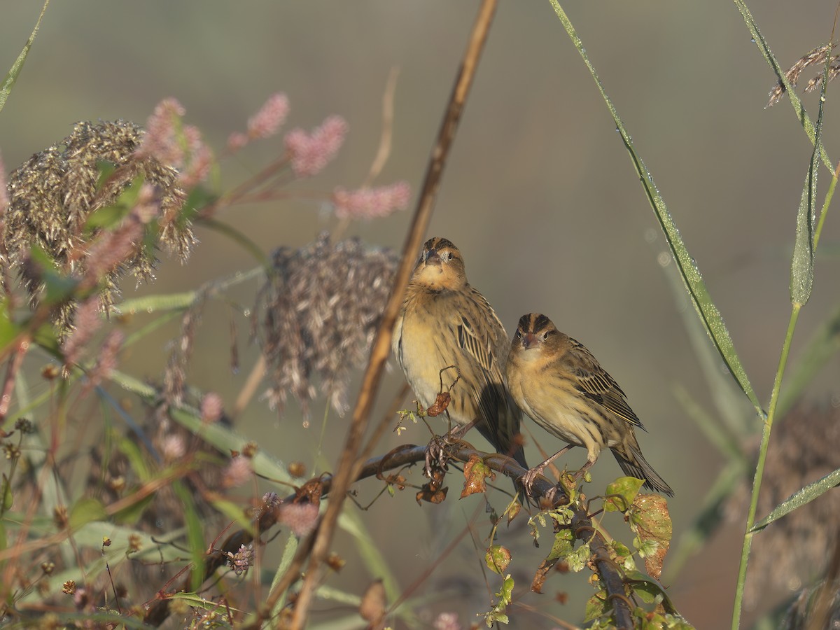 Bobolink - ML642649236