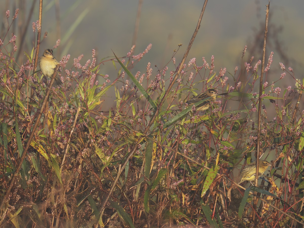 Bobolink - ML642649237