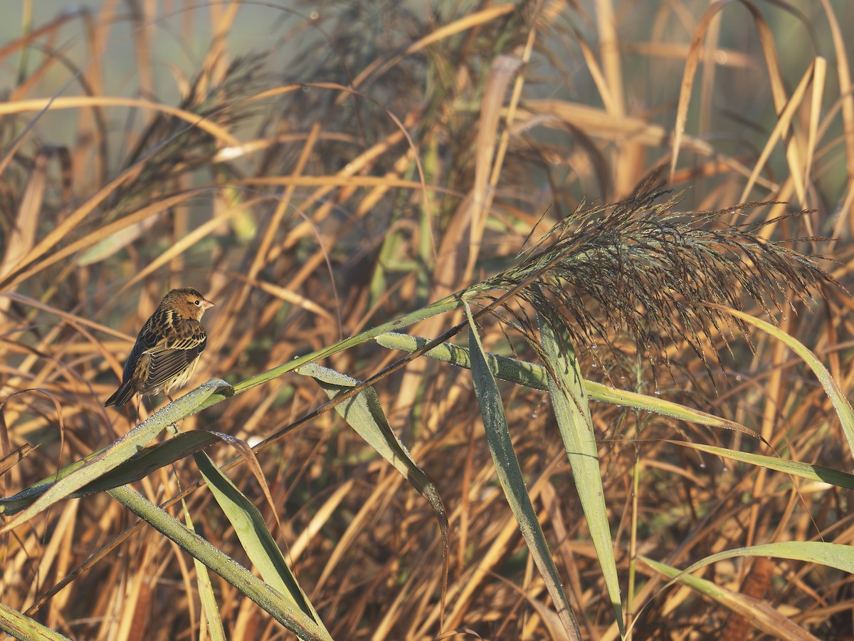 Bobolink - ML642649238