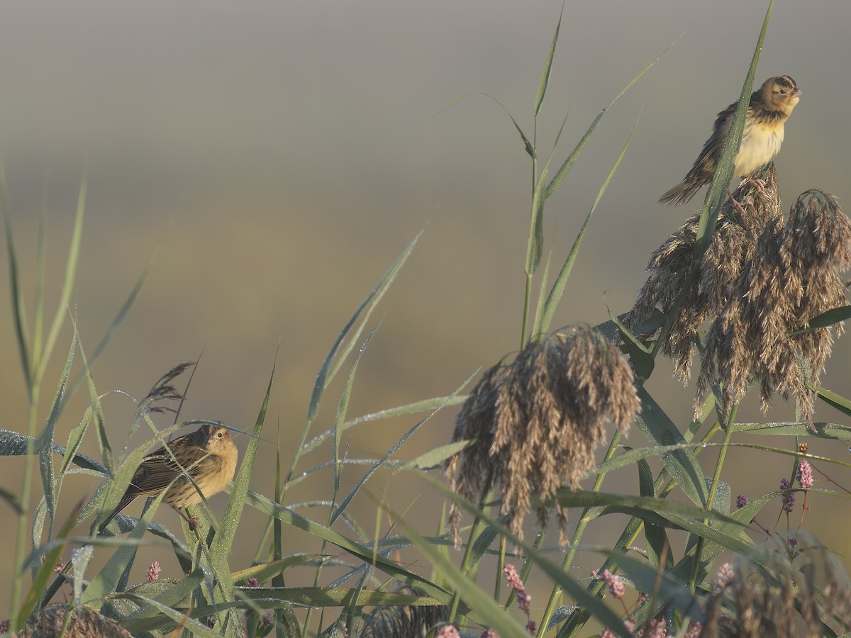 Bobolink - ML642649239