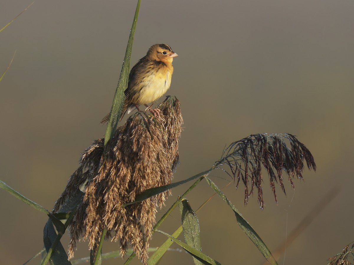 Bobolink - ML642649240