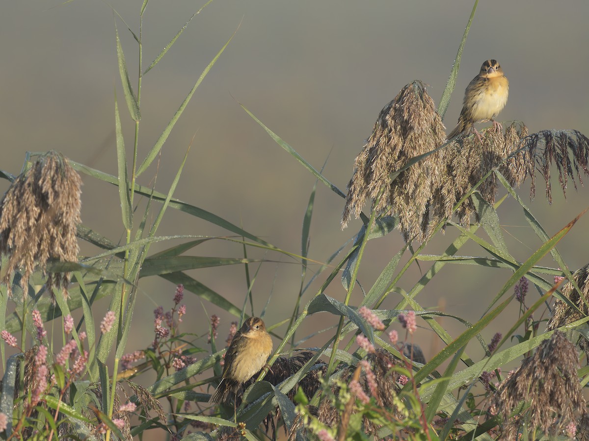 Bobolink - ML642649241