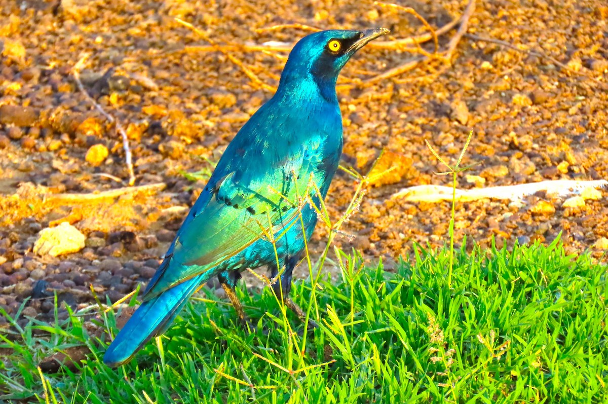 Greater Blue-eared Starling - ML642649243