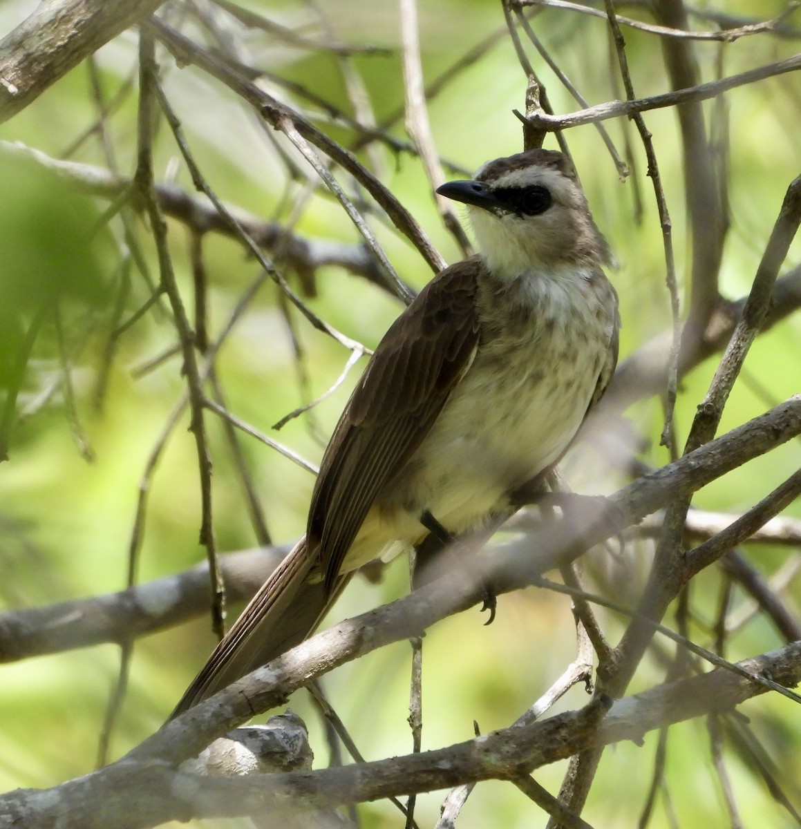 Yellow-vented Bulbul - ML642649260