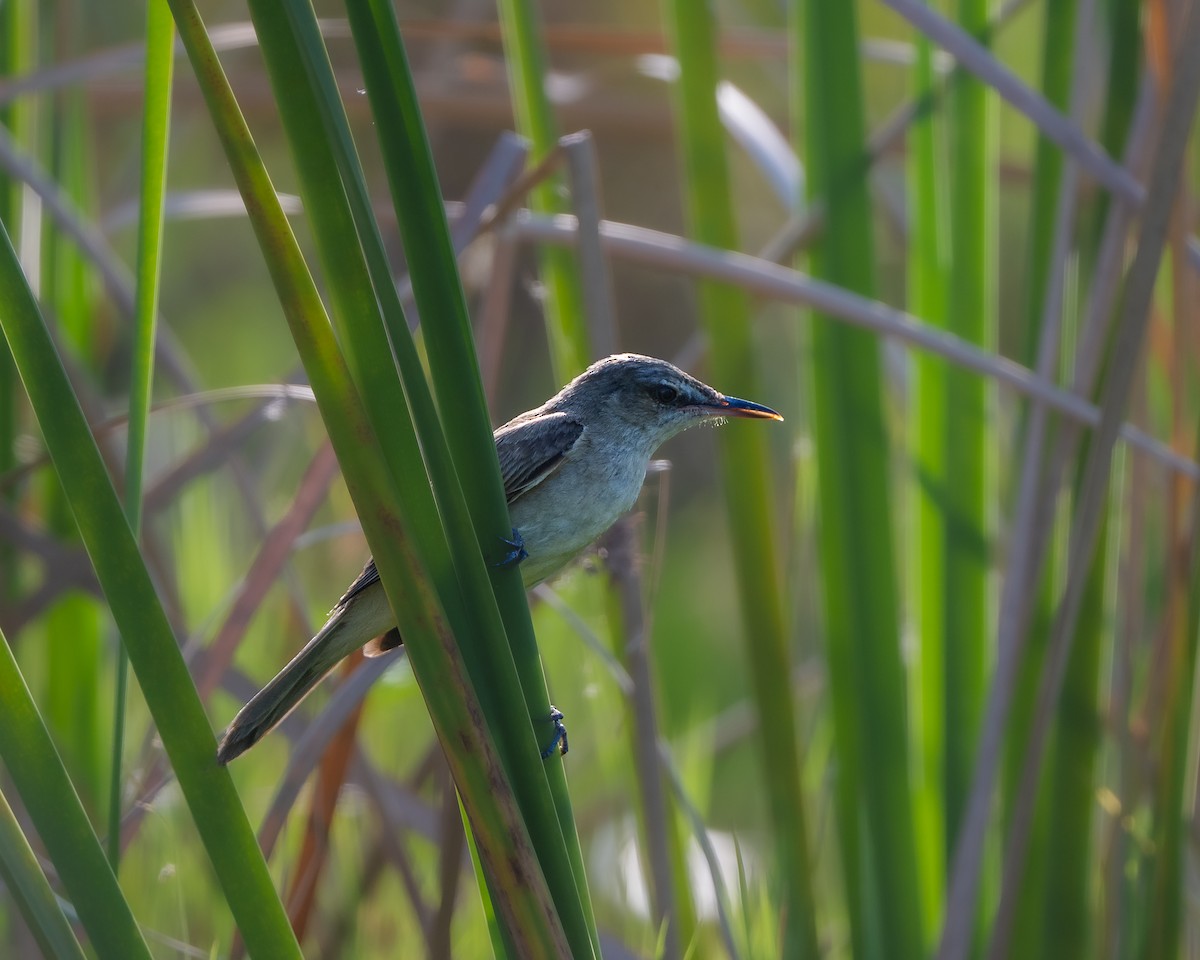 Clamorous Reed Warbler - ML642649261