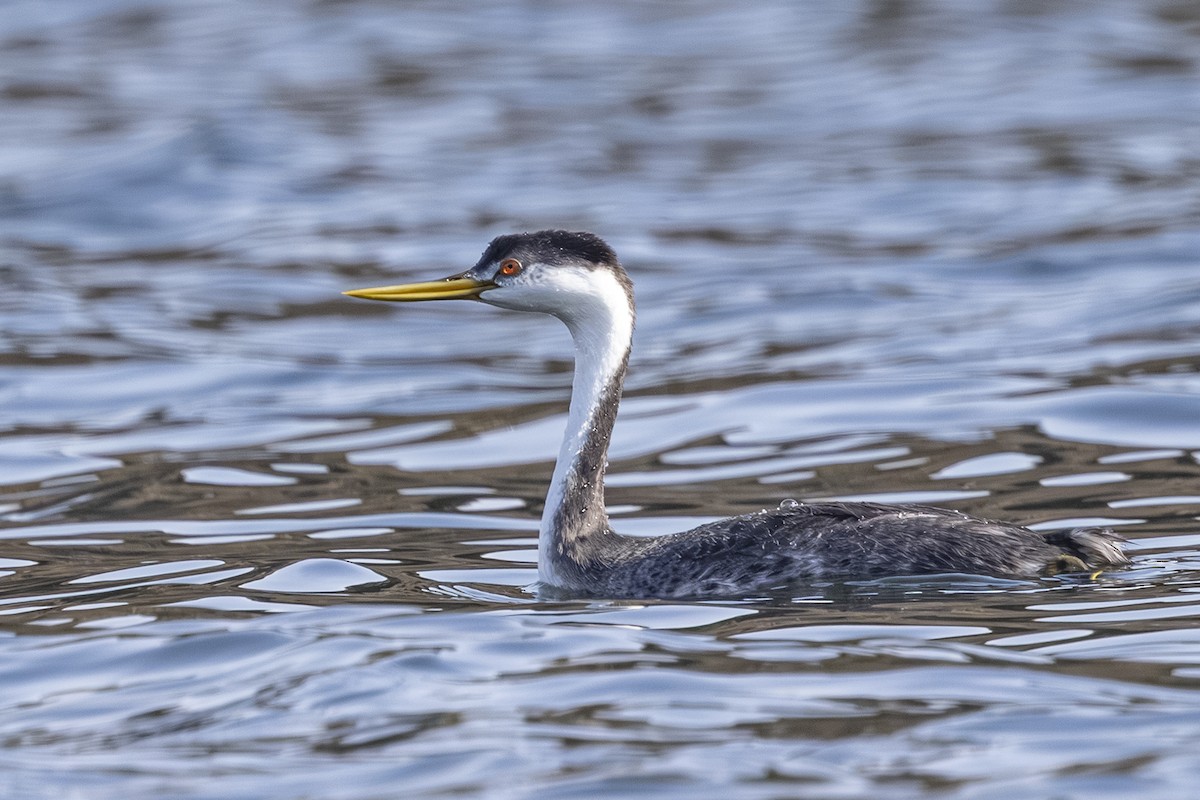 Western Grebe - ML642649291