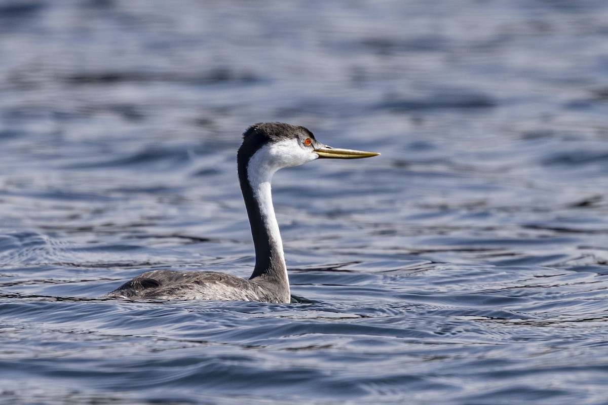 Western Grebe - ML642649292