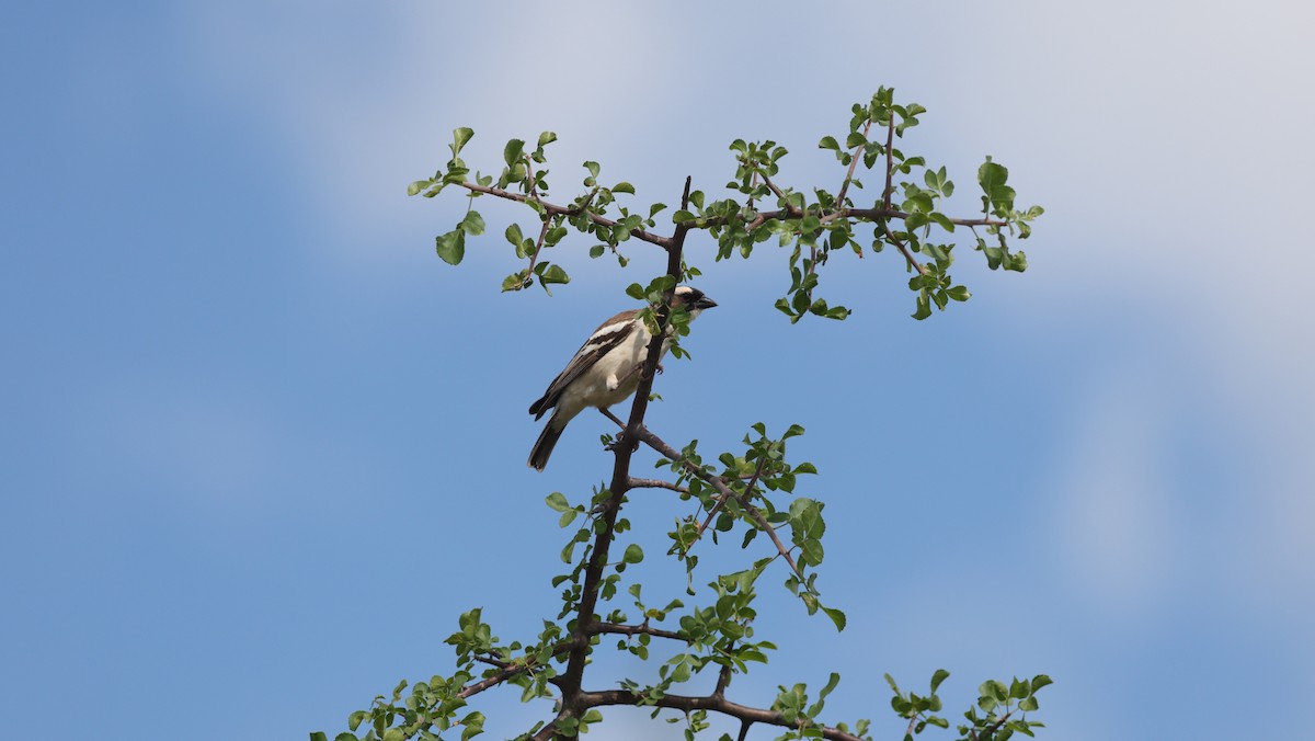 White-browed Sparrow-Weaver - ML642649317