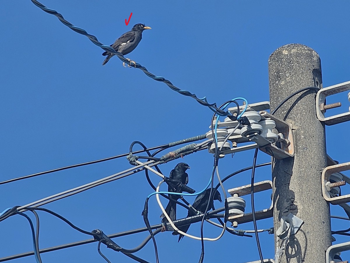 Javan Myna - ML642649318