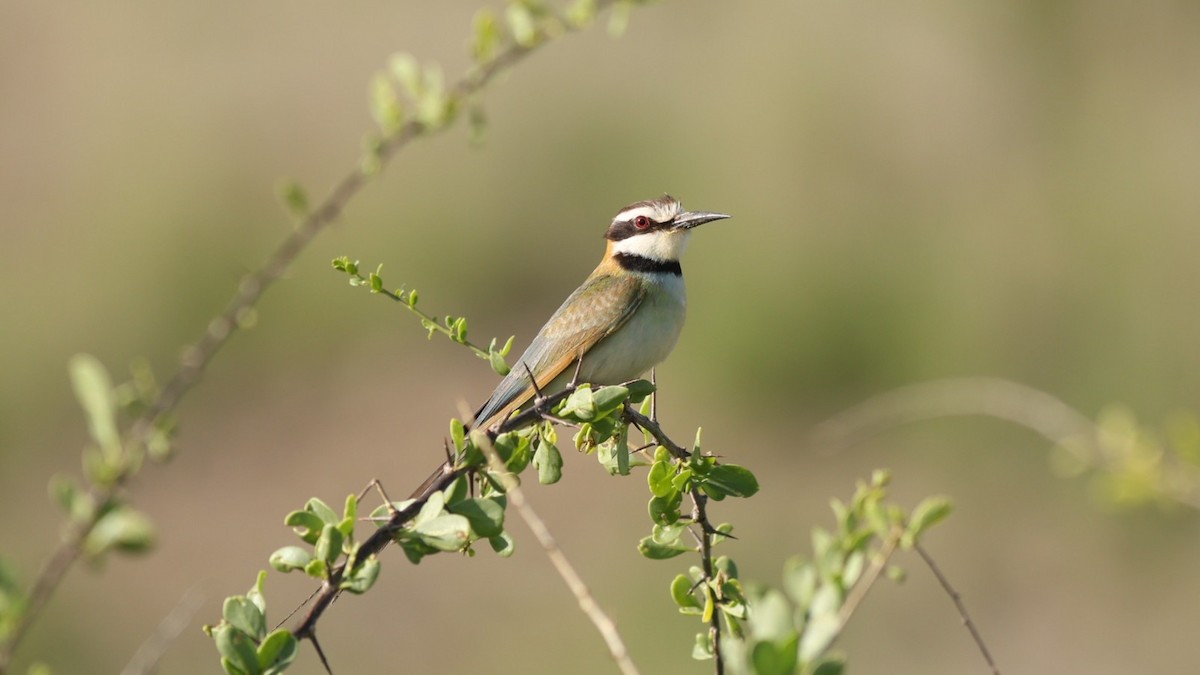 White-throated Bee-eater - ML642649327