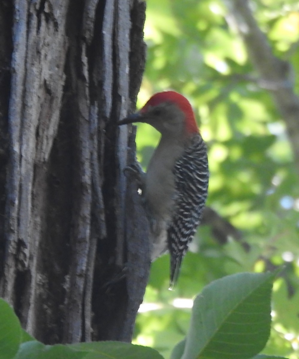 Red-bellied Woodpecker - ML642649330