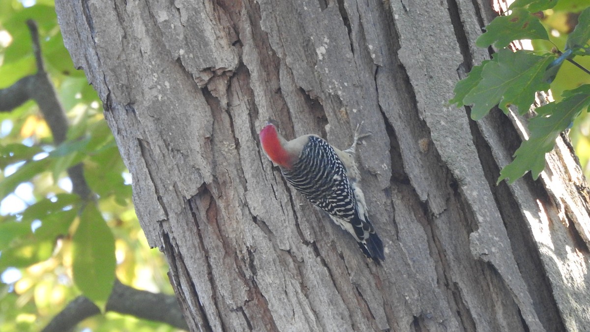 Red-bellied Woodpecker - ML642649331