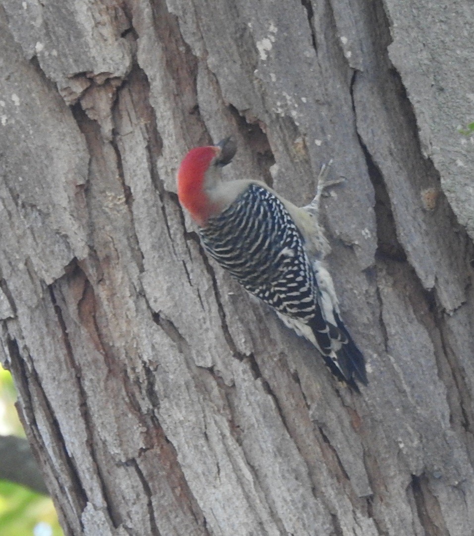 Red-bellied Woodpecker - ML642649332