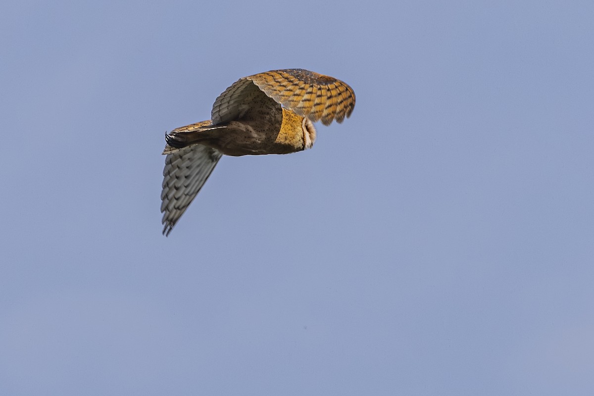 American Barn Owl - ML642649337