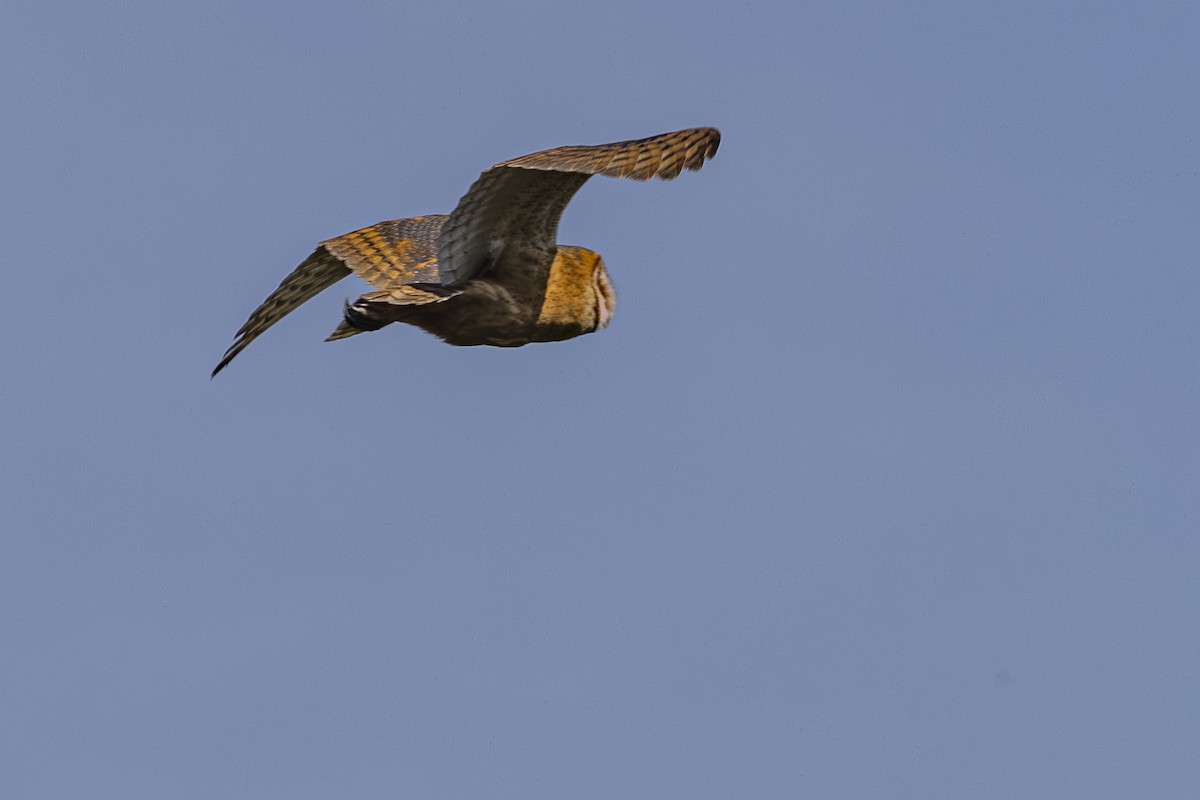 American Barn Owl - ML642649338