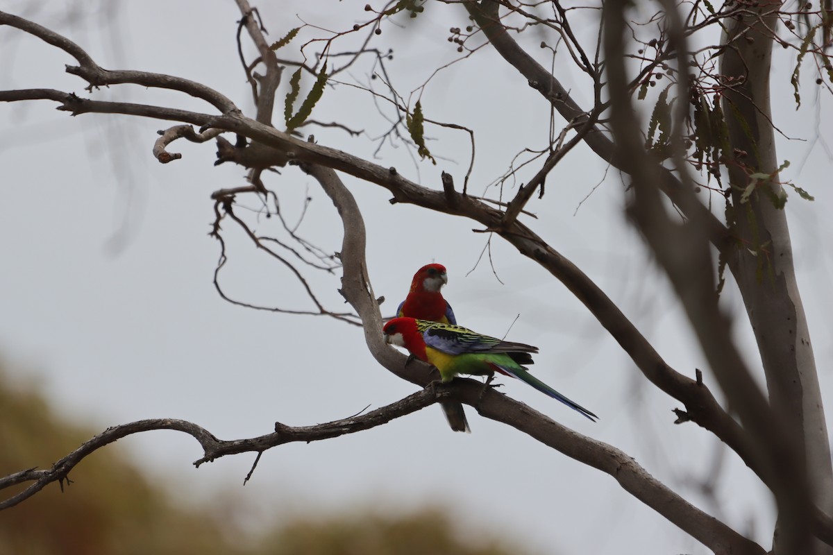 Eastern Rosella - ML642649339