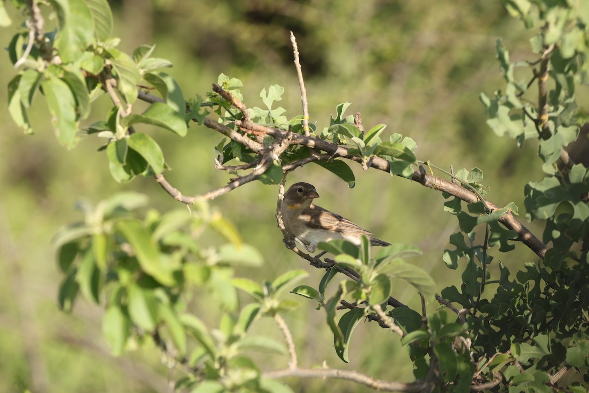 Yellow-spotted Bush Sparrow - ML642649343