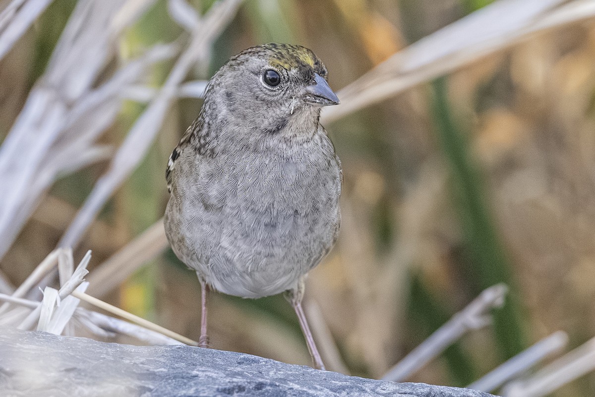 Golden-crowned Sparrow - ML642649347