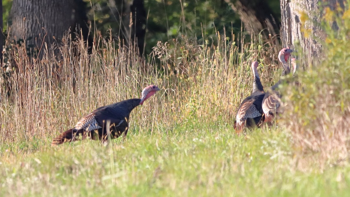 Wild Turkey - ML642649348