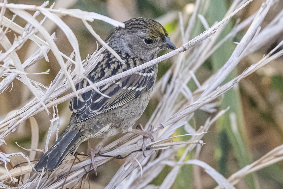 Golden-crowned Sparrow - ML642649349