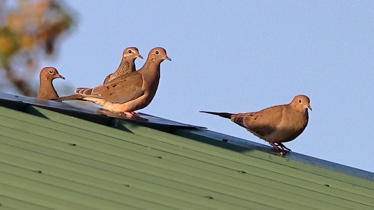 Mourning Dove - ML642649367