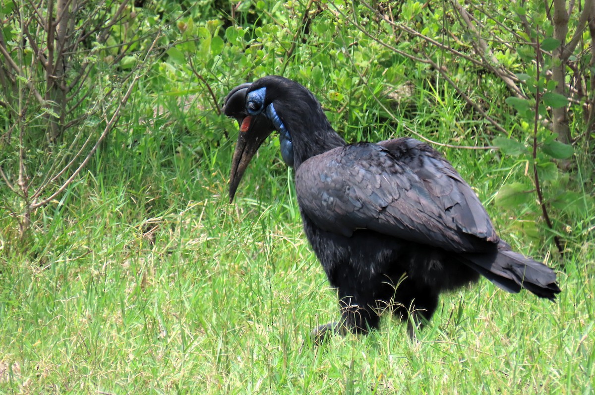 Abyssinian Ground-Hornbill - ML642649374