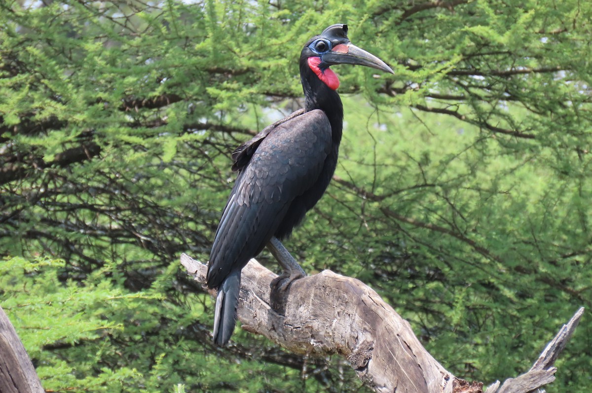 Abyssinian Ground-Hornbill - ML642649375
