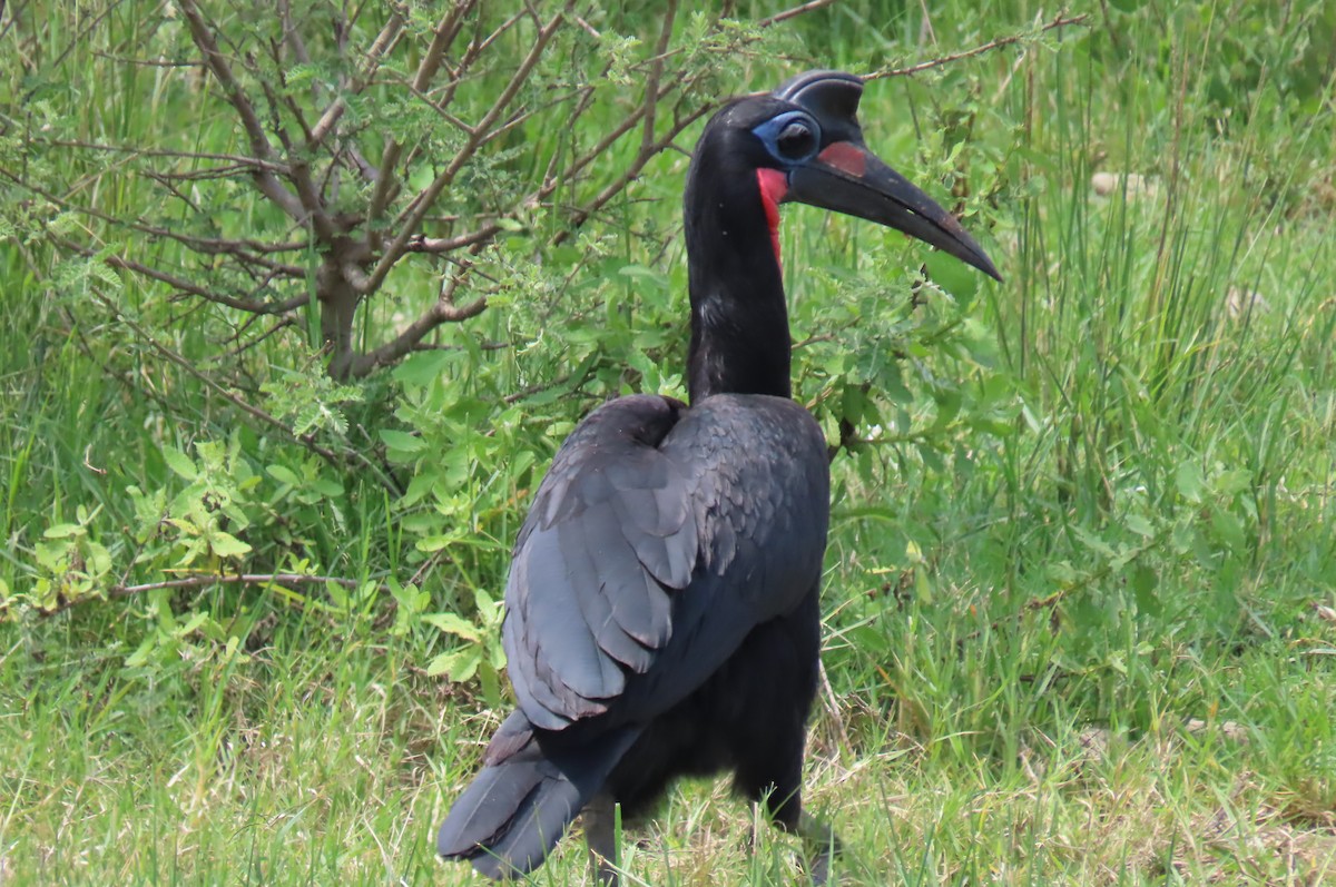 Abyssinian Ground-Hornbill - ML642649376