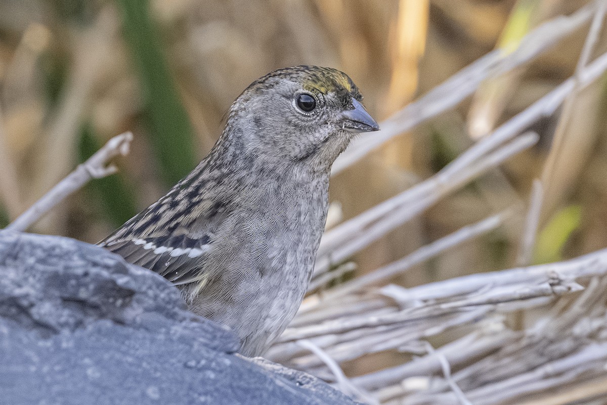 Golden-crowned Sparrow - ML642649377