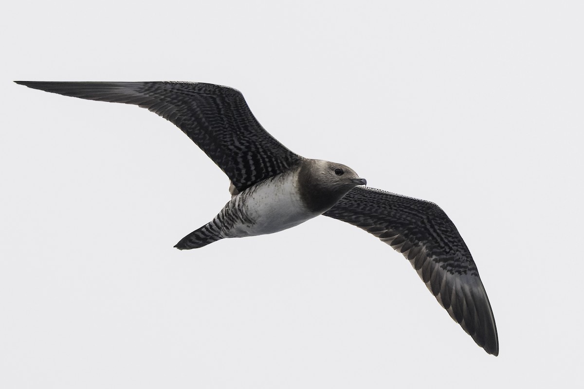Long-tailed Jaeger - ML642649385