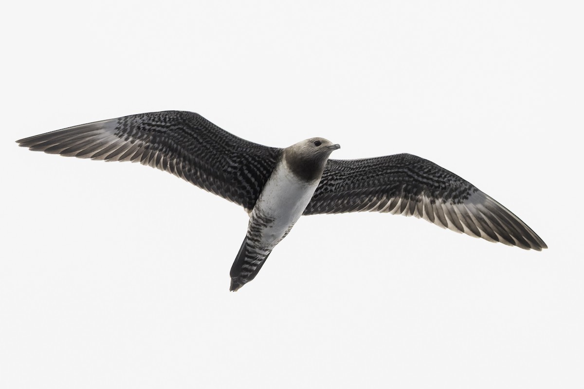 Long-tailed Jaeger - ML642649386