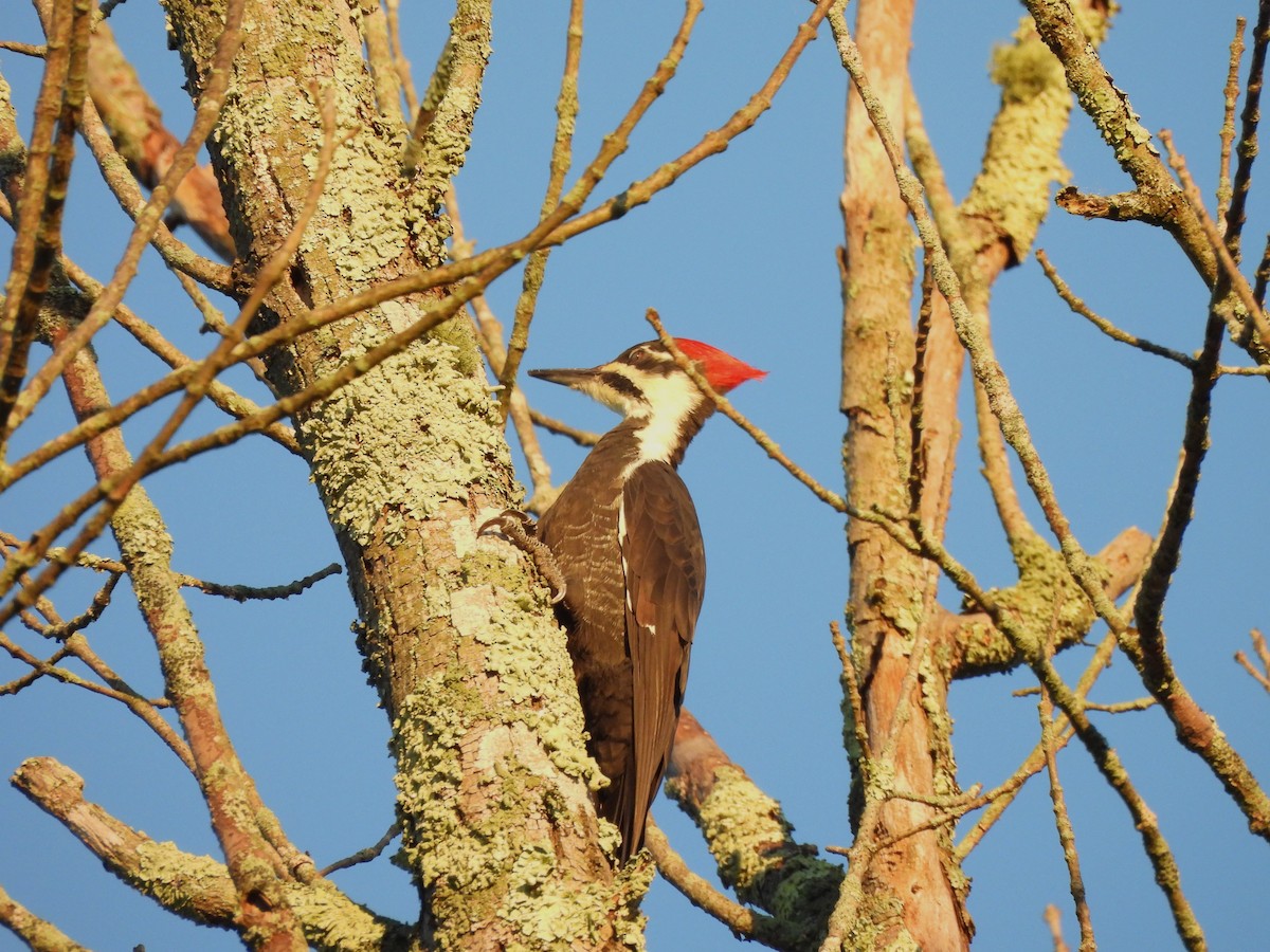 Pileated Woodpecker - ML642649389
